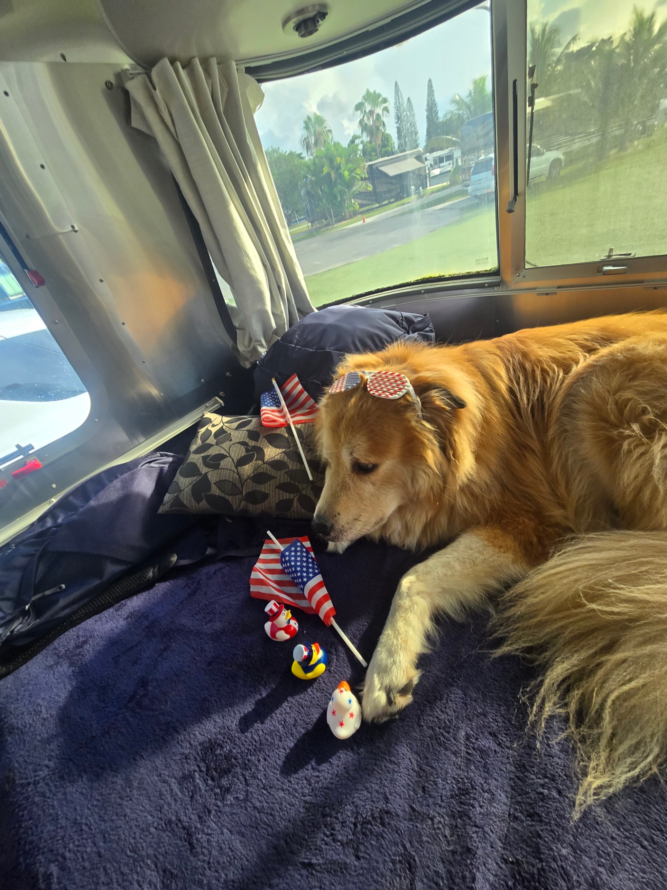A golden napping in the Airstream with holiday flags and rubber ducks
