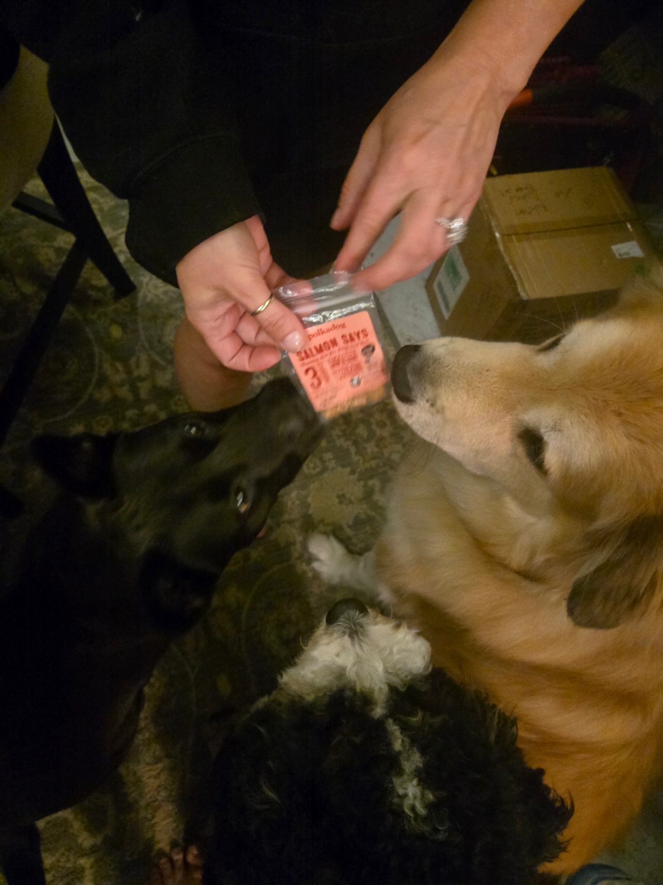 Treat time — the pack gathering around for a salmon snack