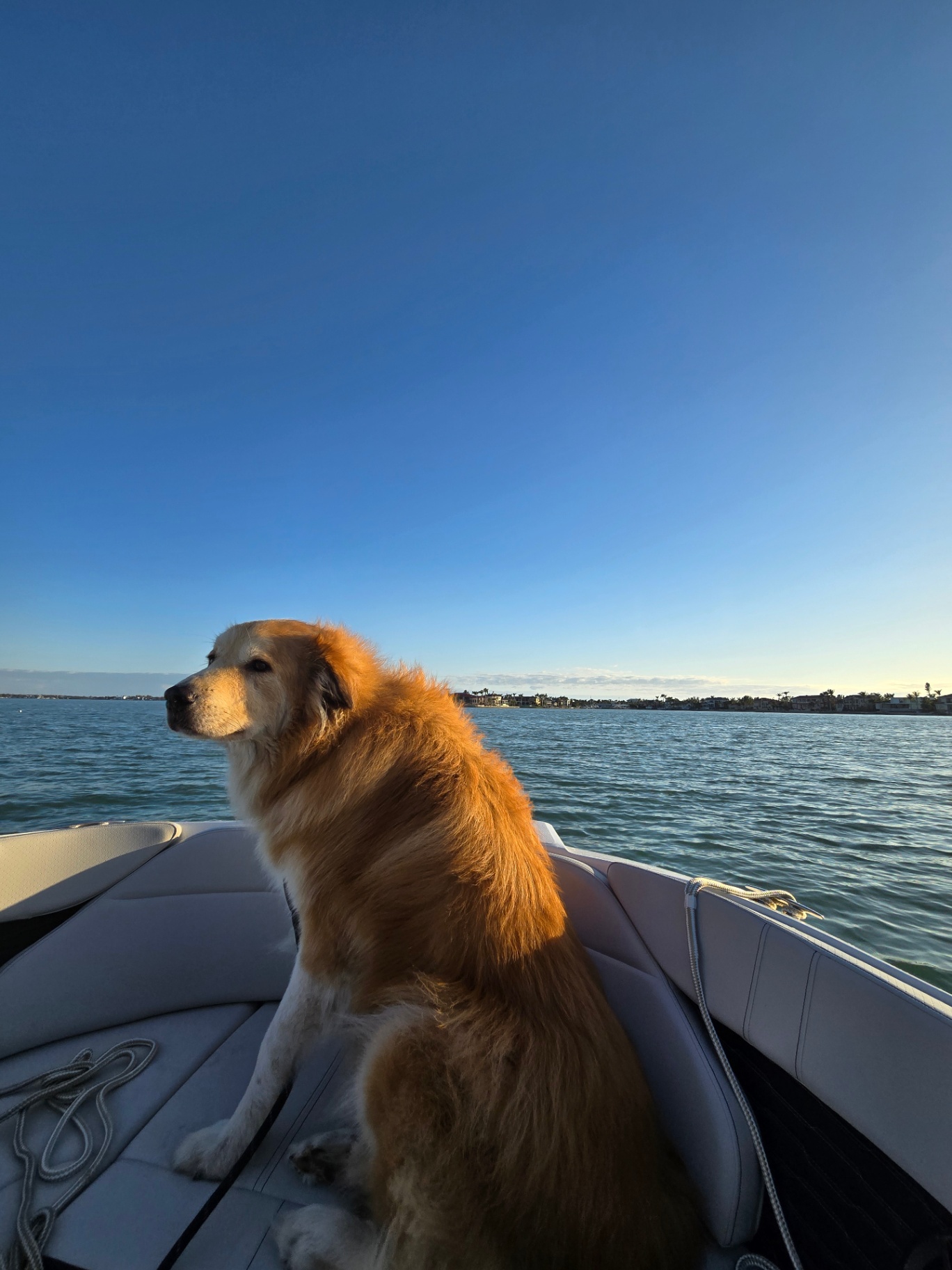 A golden retriever watching the shoreline from the bow at sunset