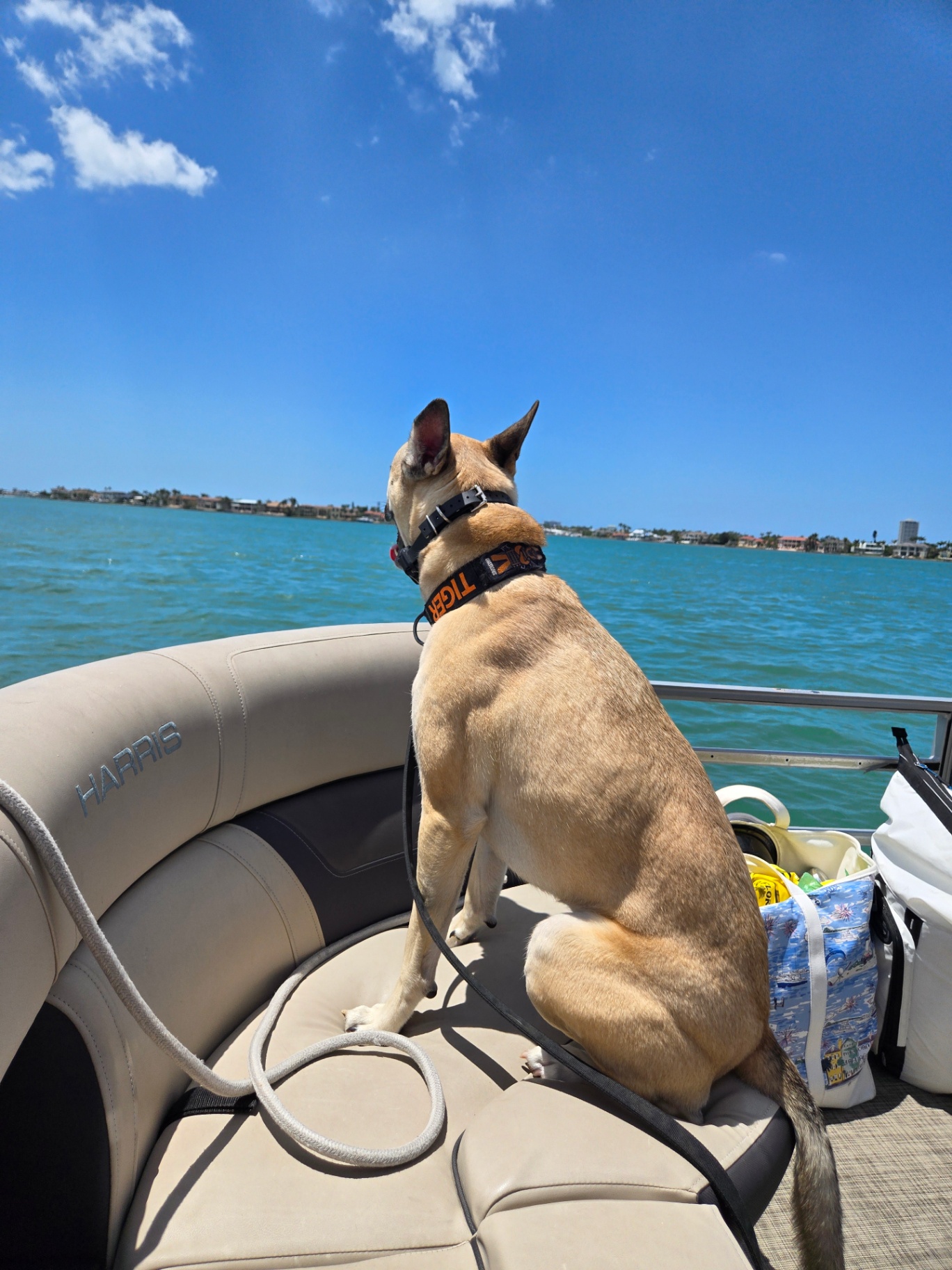 A shepherd mix sitting tall on the pontoon, ears up in the bay breeze