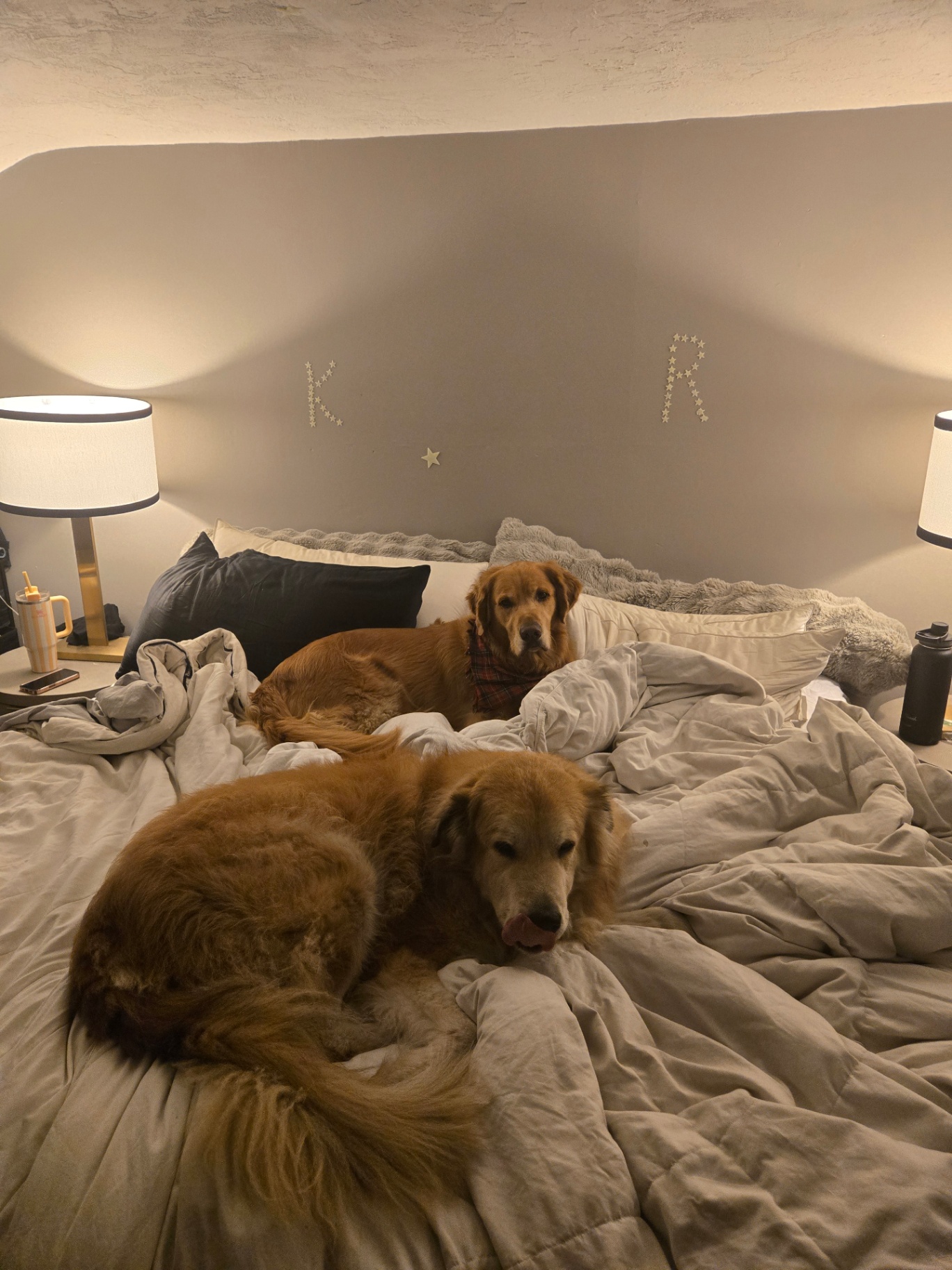 Two goldens settled in on the bed at the end of the day
